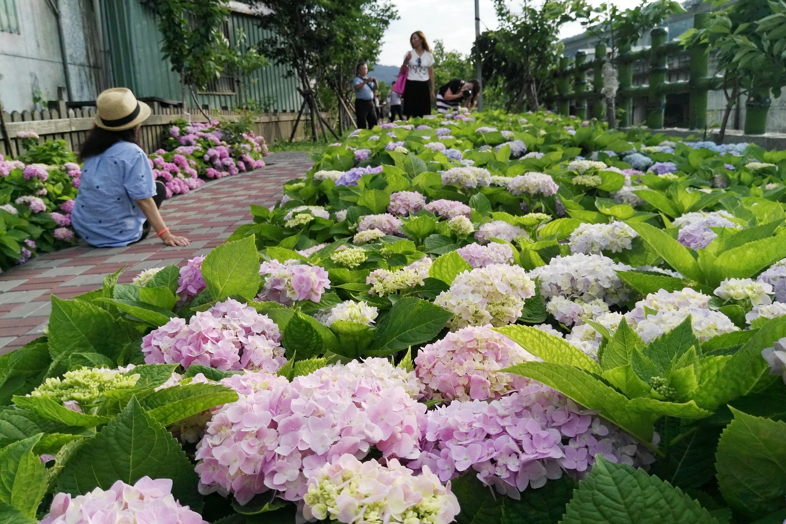 端午節前後，泰山區黎明步道花園一片繡球花海，粉紅、粉藍、粉紫色花團錦簇相當吸睛，吸引不少人前來朝聖。