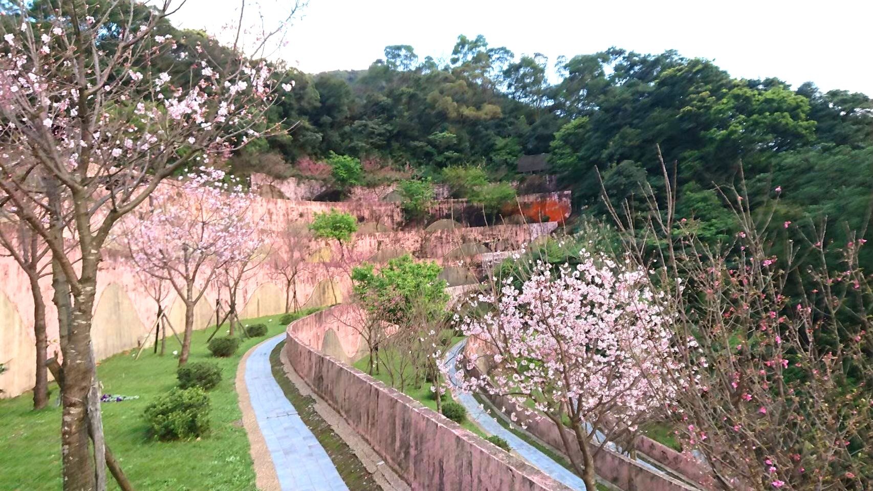 圖為三芝櫻花生命園區